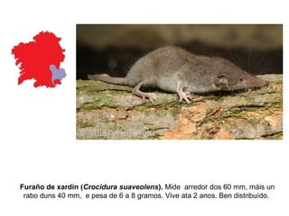 Furaño de xardín (Crocidura suaveolens). Mide arredor dos 60 mm, máis un
rabo duns 40 mm, e pesa de 6 a 8 gramos. Vive ata 2 anos. Ben distribuído.
 