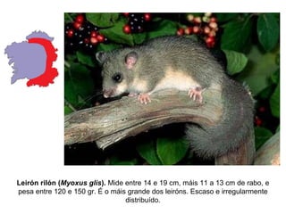 Leirón rilón (Myoxus glis). Mide entre 14 e 19 cm, máis 11 a 13 cm de rabo, e
pesa entre 120 e 150 gr. É o máis grande dos leiróns. Escaso e irregularmente
distribuído.
 