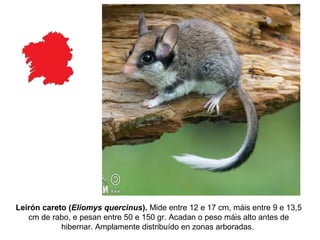 Leirón careto (Eliomys quercinus). Mide entre 12 e 17 cm, máis entre 9 e 13,5
cm de rabo, e pesan entre 50 e 150 gr. Acadan o peso máis alto antes de
hibernar. Amplamente distribuído en zonas arboradas.
 