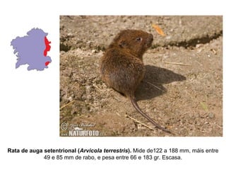 Rata de auga setentrional (Arvicola terrestris). Mide de122 a 188 mm, máis entre
49 e 85 mm de rabo, e pesa entre 66 e 183 gr. Escasa.
 