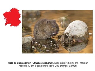 Rata de auga común ( Arvicola sapidus). Mide entre 13 e 23 cm , máis un
rabo de 12 cm e pesa entre 150 e 280 gramos. Común.
 