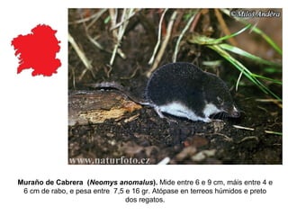 Muraño de Cabrera (Neomys anomalus). Mide entre 6 e 9 cm, máis entre 4 e
6 cm de rabo, e pesa entre 7,5 e 16 gr. Atópase en terreos húmidos e preto
dos regatos.
 