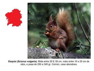 Esquío (Sciurus vulgaris). Mide entre 20 E 30 cm, máis entre 15 e 25 cm de
rabo, e pesa de 250 a 340 gr. Común, case abondosa.
 