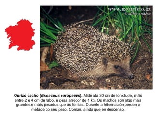 Ourizo cacho (Erinaceus europaeus). Mide ata 30 cm de lonxitude, máis
entre 2 e 4 cm de rabo, e pesa arredor de 1 kg. Os machos son algo máis
grandes e máis pesados que as femias. Durante a hibernación perden a
metade do seu peso. Común, aínda que en descenso.
 