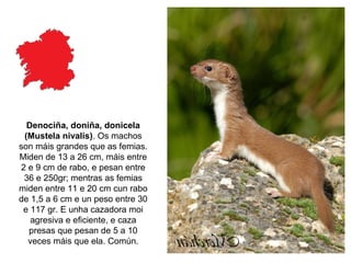 Denociña, doniña, donicela
(Mustela nivalis). Os machos
son máis grandes que as femias.
Miden de 13 a 26 cm, máis entre
2 e 9 cm de rabo, e pesan entre
36 e 250gr; mentras as femias
miden entre 11 e 20 cm cun rabo
de 1,5 a 6 cm e un peso entre 30
e 117 gr. E unha cazadora moi
agresiva e eficiente, e caza
presas que pesan de 5 a 10
veces máis que ela. Común.
 