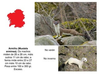 No verán
No inverno
Armiño (Mustela
erminea). Os machos
miden de 26 a 28 cm, máis
outros 11 cm de rabo; a
femia mide entre 23 e 27
cm máis 10 cm de rabo.
Pesa entre 100 e 300 gr.
Escaso.
 