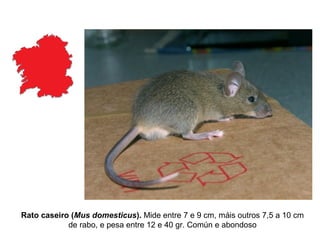 Rato caseiro (Mus domesticus). Mide entre 7 e 9 cm, máis outros 7,5 a 10 cm
de rabo, e pesa entre 12 e 40 gr. Común e abondoso
 