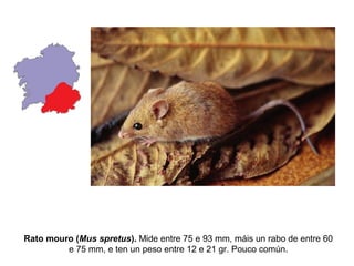 Rato mouro (Mus spretus). Mide entre 75 e 93 mm, máis un rabo de entre 60
e 75 mm, e ten un peso entre 12 e 21 gr. Pouco común.
 