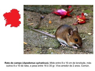 Rato do campo (Apodemus sylvaticus). Mide entre 8 e 10 cm de lonxitude, más
outros 8 a 10 de rabo, e pesa entre 16 e 35 gr. Vive arredor de 2 anos. Común.
 