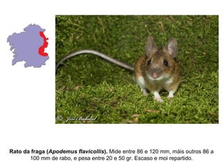Rato da fraga (Apodemus flavicollis). Mide entre 86 e 120 mm, máis outros 86 a
100 mm de rabo, e pesa entre 20 e 50 gr. Escaso e moi repartido.
 