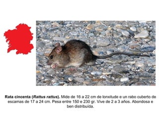 Rata cincenta (Rattus rattus). Mide de 16 a 22 cm de lonxitude e un rabo cuberto de
escamas de 17 a 24 cm. Pesa entre 150 e 230 gr. Vive de 2 a 3 años. Abondosa e
ben distribuída.
 