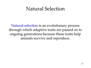 Natural Selection


  Natural selection is an evolutionary process
through which adaptive traits are passed on to
 ongoing generations because these traits help
       animals survive and reproduce.




                                             23
 