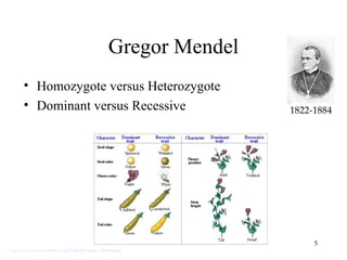 Gregor Mendel
       • Homozygote versus Heterozygote
       • Dominant versus Recessive                                 1822-1884




                                                                        5
http://www.accessexcellence.org/RC/AB/BC/Gregor_Mendel.php
 