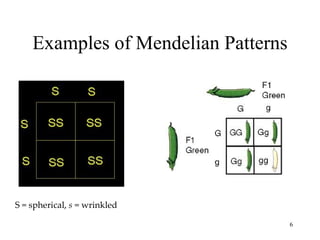 Examples of Mendelian Patterns




S = spherical, s = wrinkled

                                     6
 