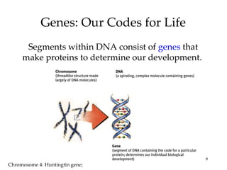 Genes: Our Codes for Life
      Segments within DNA consist of genes that
     make proteins to determine our development.




                                                   9
Chromosome 4: Huntingtin gene;
 