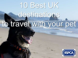 10 Best UK
      destinations
to travel with your pet
 