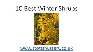 10 Best Winter Shrubs
www.stottsnursery.co.uk
 