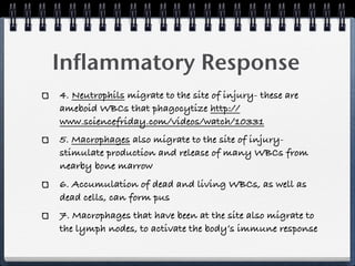 Inflammatory Response
4. Neutrophils migrate to the site of injury- these are
ameboid WBCs that phagocytize http://
www.sciencefriday.com/videos/watch/10331
5. Macrophages also migrate to the site of injury-
stimulate production and release of many WBCs from
nearby bone marrow
6. Accumulation of dead and living WBCs, as well as
dead cells, can form pus
7. Macrophages that have been at the site also migrate to
the lymph nodes, to activate the body’s immune response
 