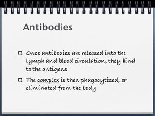 Antibodies

Once antibodies are released into the
lymph and blood circulation, they bind
to the antigens
The complex is then phagocytized, or
eliminated from the body
 
