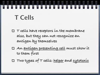 T Cells
T cells have receptors in the membrane
also, but they can not recognize an
antigen by themselves
An antigen presenting cell must show it
to them first
Two types of T cells: helper and cytotoxic
 