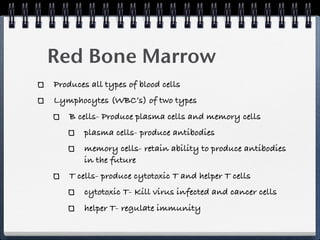 Red Bone Marrow
Produces all types of blood cells
Lymphocytes (WBC’s) of two types
    B cells- Produce plasma cells and memory cells
       plasma cells- produce antibodies
       memory cells- retain ability to produce antibodies
       in the future
    T cells- produce cytotoxic T and helper T cells
       cytotoxic T- Kill virus infected and cancer cells
       helper T- regulate immunity
 