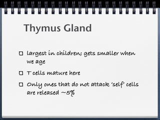Thymus Gland

largest in children; gets smaller when
we age
T cells mature here
Only ones that do not attack ‘self’ cells
are released ~5%
 