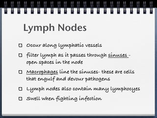 Lymph Nodes
Occur along lymphatic vessels
filter lymph as it passes through sinuses -
open spaces in the node
Macrophages line the sinuses- these are cells
that engulf and devour pathogens
Lymph nodes also contain many lymphocyes
Swell when fighting infection
 
