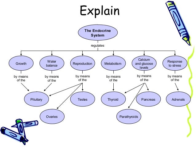Endocrine system