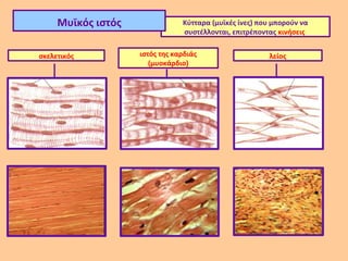 Μυϊκός ιστός               Κύτταρα (μυϊκές ίνες) που μπορούν να
                                συστέλλονται, επιτρέποντας κινήσεις


σκελετικός          ιστός της καρδιάς                   λείος
                       (μυοκάρδιο)
 