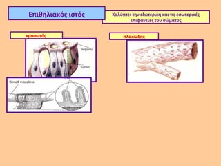 Επιθηλιακός ιστός   Καλύπτει την εξωτερική και τις εσωτερικές
                            επιφάνειες του σώματος


κροσωτός                  πλακώδης
 