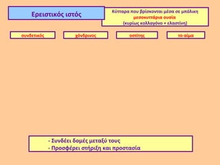 Κύτταρα που βρίσκονται μέσα σε μπόλικη
    Ερειστικός ιστός                         μεσοκυττάρια ουσία
                                        (κυρίως κολλαγόνο + ελαστίνη)

συνδετικός            χόνδρινος           οστίτης               το αίμα




             - Συνδέει δομές μεταξύ τους
             - Προσφέρει στήριξη και προστασία
 