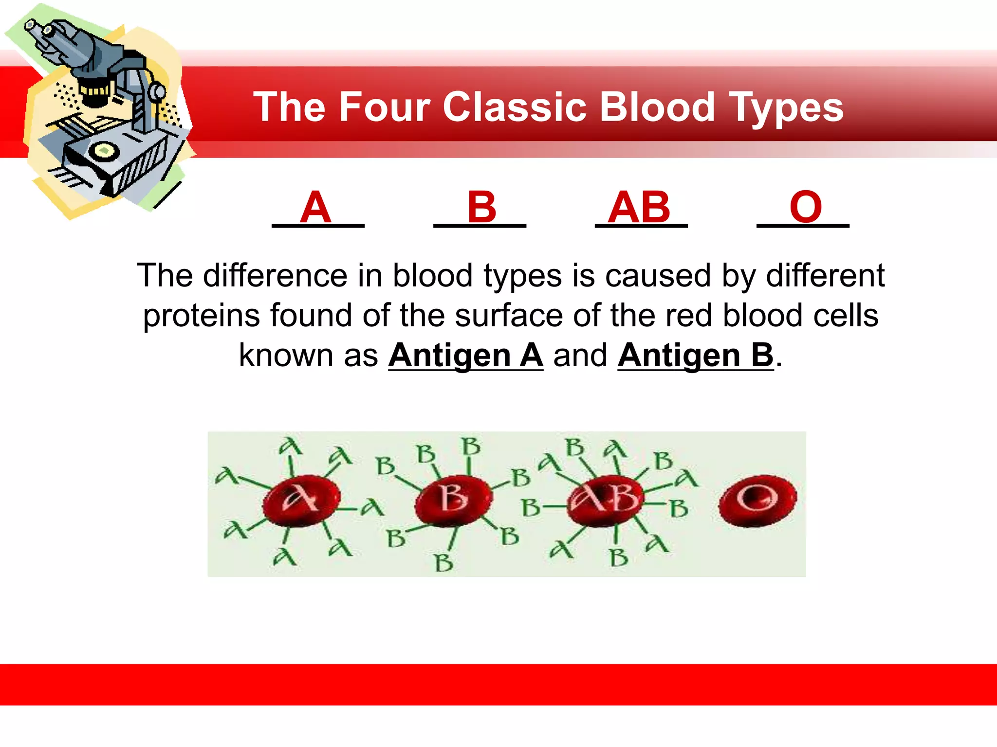 The Four Classic Blood Types
____ ____ ____ ____
A B AB O
The difference in blood types is caused by different
proteins found of the surface of the red blood cells
known as Antigen A and Antigen B.
 