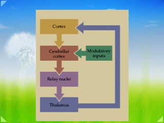 10b motor system voluntary control | PPT