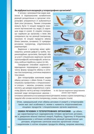 Тема2.ОБМІНРЕЧОВИНІПЕРЕТВОРЕННЯЕНЕРГІЇ
102
Як відбувається екскреція у гетеротрофних організмів?
У зв’язку з різноманіттям видів жив­
лення й переважанням катаболічних
реакцій розщеплення в організмі гете-
ротрофів утворюються й видаляються
дуже різні речовини. Такими сполуками
можуть бути: 1)  кінцеві продукти окис-
нення (вуглекислий газ, вода); 2) надли-
шок води й солей; 3) отруйні сполуки,
що надійшли до організму з їжею або
утворилися під час реакцій (наприклад,
токсини); 4) кінцеві продукти обміну
білків (амоніак, сечовина); 5) чужорідні
речовини (наприклад, отрутохімікати,
радіонукліди).
Виділення з організму може здійс-
нюватись шляхом дифузії (у грибів, тва-
риноподібних організмів, бактерій) або
за участі спеціальних видільних органів
(протонефридії, метанефридії, зелені за-
лози, видільні трубочки, нирки) (іл. 66).
Своєрідним способом виділення є
відкладання переведених у важкороз-
чинну форму продуктів обміну в кліти-
нах тіла (наприклад, у клітинах жирового
тіла комах).
Для гетеротрофів важливим видом
обміну речовин є обмін білків. У ньому
кінцевими продуктами є нітрогеновміс-
ні сполуки – амоніак, сечовина, сечова
кислота, що швидко видаляються з орга-
нізму. Досить часто у зв’язку з потребами
економії води легкорозчинні амоніак і
сечовина замінюються на важкорозчинні речовини, якими є гуанін (наприклад, у
павуків) або сечова кислота (наприклад, у комах, плазунів, птахів).
Отже, завершальний етап обміну речовин й енергії у гетеротрофів
також має свої особливості, якими є наявність нітрогеновмісних
кінцевих продуктів і спеціалізованих органів виділення.
ОБМІН РЕЧОВИН У ГЕТЕРОТРОФНИХ ОРГАНІЗМІВ – це обмін,
що характеризується надходженням готових органічних речовин,
які є джерелом вільної хімічної енергії, Карбону, Гідрогену й Нітрогену,
переважанням у клітинах катаболічних реакцій розщеплення цих
речовин, вторинним синтезом власних органічних сполук
і видаленням із клітин кінцевих продуктів обміну, зокрема амоніаку.
Плоскі
черви
Кільчасті
черви
Комахи
Ракоподібні
Ссавці
Видільні
трубочки
(протонефридії)
Видільні
трубочки
(метанефридії)
Мальпігієві
трубочки
Зелені залози
Нирки
Іл. 66. Органи виділення представників
різних груп тварин
Право для безоплатного розміщення підручника в мережі Інтернет має
Міністерство освіти і науки України http://mon.gov.ua/ та Інститут модернізації змісту освіти https://imzo.gov.ua
 