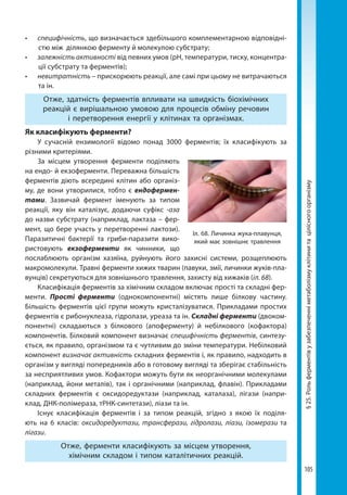 105
§25.Рольферментівузабезпеченніметаболізмуклітинитацілісногоорганізму
•	 специфічність, що визначається здебільшого комплементарною відповідні-
стю між ділянкою ферменту й молекулою субстрату;
•	 залежність активності від певних умов (рН, температури, тиску, концентра-
ції субстрату та ферментів);
•	 невитратність – прискорюють реакції, але самі при цьому не витрачаються
та ін.
Отже, здатність ферментів впливати на швидкість біохімічних
реакцій є вирішальною умовою для процесів обміну речовин
і перетворення енергії у клітинах та організмах.
Як класифікують ферменти?
У сучасній ензимології відомо понад 3000 ферментів; їх класифікують за
різними критеріями.
За місцем утворення ферменти поділяють
на ендо- й екзоферменти. Переважна більшість
ферментів діють всередині клітин або організ-
му, де вони утворилися, тобто є ендофермен-
тами. Зазвичай фермент іменують за типом
реакції, яку він каталізує, додаючи суфікс -аза
до назви субстрату (наприклад, лактаза – фер-
мент, що бере участь у перетворенні лактози).
Паразитичні бактерії та гриби-паразити вико-
ристовують екзоферменти як чинники, що
послаблюють організм хазяїна, руйнують його захисні системи, розщеплюють
макромолекули. Травні ферменти хижих тварин (павуки, змії, личинки жуків-пла-
вунців) секретуються для зовнішнього травлення, захисту від хижаків (іл. 68).
Класифікація ферментів за хімічним складом включає прості та складні фер-
менти. Прості ферменти (однокомпонентні) містять лише білкову частину.
Більшість ферментів цієї групи можуть кристалізуватися. Прикладами простих
ферментів є рибонуклеаза, гідролази, уреаза та ін. Складні ферменти (двоком-
понентні) складаються з білкового (апоферменту) й небілкового (кофактора)
компонентів. Білковий компонент визначає специфічність ферментів, синтезу-
ється, як правило, організмом та є чутливим до зміни температури. Небілковий
компонент визначає активність складних ферментів і, як правило, надходить в
організм у вигляді попередників або в готовому вигляді та зберігає стабільність
за несприятливих умов. Кофактори можуть бути як неорганічними молекулами
(наприклад, йони металів), так і органічними (наприклад, флавін). Прикладами
складних ферментів є оксидоредуктази (наприклад, каталаза), лігази (напри-
клад, ДНК-полімераза, тРНК-синтетази), ліази та ін.
Існує класифікація ферментів і за типом реакцій, згідно з якою їх поділя-
ють на 6 класів:  оксидоредуктази, трансферази, гідролази, ліази, ізомерази та
лігази.
Отже, ферменти класифікують за місцем утворення,
хімічним складом і типом каталітичних реакцій.
Іл. 68. Личинка жука-плавунця,
який має зовнішнє травлення
Право для безоплатного розміщення підручника в мережі Інтернет має
Міністерство освіти і науки України http://mon.gov.ua/ та Інститут модернізації змісту освіти https://imzo.gov.ua
 