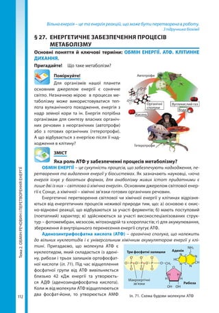 Тема2.ОБМІНРЕЧОВИНІПЕРЕТВОРЕННЯЕНЕРГІЇ
112
Вільна енергія – це та енергія реакцій, що може бути перетворена в роботу.
З підручника біохімії
§ 27.	 ЕНЕРГЕТИЧНЕ ЗАБЕЗПЕЧЕННЯ ПРОЦЕСІВ
МЕТАБОЛІЗМУ
Основні поняття й ключові терміни: ОБМІН ЕНЕРГІЇ. АТФ. КЛІТИННЕ
ДИХАННЯ.
Пригадайте!	 Що таке метаболізм?
	Поміркуйте!
Для організмів нашої планети
основним джерелом енергії є сонячне
світло. Незначною мірою в процесах ме-
таболізму може використовуватися теп­
лота вулканічного походження, енергія з
надр земної кори та ін. Енергія потрібна
організмам для синтезу власних органіч-
них речовин з неорганічних (автотрофи)
або з готових органічних (гетеротрофи).
А що відбувається з енергією після її над-
ходження в клітину?
	ЗМІСТ
	 Яка роль АТФ у забезпеченні процесів метаболізму?
ОБМІН ЕНЕРГІЇ – це сукупність процесів, що забезпечують надходження, пе-
ретворення та видалення енергії у біосистемах. Як зазначають науковці, «хоча
енергія існує у багатьох формах, для анаболізму живих істот придатними є
лише дві із них – світлова й хімічна енергія». Основним джерелом світлової енер-
гії є Сонце, а хімічної – хімічні зв’язки готових органічних речовин.
Енергетичні перетворення світлової чи хімічної енергії у клітинах відрізня-
ються від енергетичних процесів неживої природи тим, що: а) основою є окис-
но-відновні реакції, що відбуваються за участі ферментів; б) мають поступовий
(поетапний) характер; в) здійснюються за участі високоспеціалізованих струк-
тур – фотомембран, мезосом, мітохондрій та хлоропластів; г) для акумулювання,
збереження й внутрішнього перенесення енергії слугує АТФ.
Аденозинтрифосфатна кислота (АТФ) – органічна сполука, що належить
до вільних нуклеотидів і є універсальним хімічним акумулятором енергії у клі-
тині. Пригадаємо, що молекула АТФ є
нуклеотидом, який складається із адені-
ну, рибози і трьох залишків ортофосфат-
ної кислоти (іл. 71). Під час відщеплення
фосфатної групи від АТФ вивільняється
близько 42  кДж енергії та утворюєть-
ся АДФ (аденозиндифосфатна кислота).
Коли ж від молекули АТФ відщеплюються
два фосфат-йони, то утворюється АМФ Іл. 71. Схема будови молекули АТФ
OНOН
HH
HH
NH2
СH2OРO
–
РO
–
РO
–
O
–
O
–
O
–
O O O
N
N
N
N СH
HС
С
С
С
O
Три фосфатні залишки Аденін
Рибоза
Макроергічні
зв’язки
∼∼
Автотрофи
Гетеротрофи
Органічні
сполуки
Вуглекислий газ
Вода
Кисень
Право для безоплатного розміщення підручника в мережі Інтернет має
Міністерство освіти і науки України http://mon.gov.ua/ та Інститут модернізації змісту освіти https://imzo.gov.ua
 