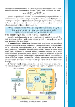 113
§27.Енергетичнезабезпеченняпроцесівметаболізму
(аденозинмонофосфатна кислота) і звільняється близько 84 кДж енергії. Проце-
си розщеплення й утворення АТФ відбуваються постійно відповідно до схеми:
АМФ АДФ АТФ
≈ 42 кДж ≈ 42 кДж
Енергія макроергічних зв’язків АТФ вивільняється в реакціях гідролізу і ви-
користовується для виконання будь-якої роботи клітини. Синтез АТФ відбуваєть-
ся завдяки реакціям фосфорилювання, що можуть здійснюватися в цитоплазмі
(субстратне фосфорилювання), в мітохондріях (окиснювальне фосфорилювання)
або в хлоропластах (фотофосфорилювання).
Отже, основна функція АТФ – це енергетична, оскільки сполука
бере участь в енергетичному обміні, запасаючи в своїх
макроергічних зв’язках значну кількість енергії.
Які є способи отримання енергії живими організмами?
У живій природі розрізняють три основні способи отримання енергії. Пер-
ший із них властивий автотрофним організмам, другий – гетеротрофним, а третій
властивий авто- й гетеротрофам:
1. У автотрофних організмів зовнішня енергія поглинається хлорофілом
(бактеріохлорофілом) й перетворюється в хімічну енергію АТФ. Далі з вуглекис-
лого газу й води в темновій фазі синтезується глюкоза. Як ви вже знаєте, в живій
природі цей спосіб властивий фотоавтотрофам, у яких спостерігається кисневий
фотосинтез (ціанобактерії, рослини) й бактеріальний фотосинтез, що на відмі-
ну від кисневого фотосинтезу відбувається в анаеробних умовах без виділення
кисню (пурпурні й зелені сіркобактерії). Поряд з фотосинтезом зв’язування вуг-
лекислого газу в природі здійснюється в процесі хемосинтезу з використанням
хімічної енергії окиснення неорганічних сполук (сірко, залізо- та нітрифікуючі
бактерії).
2. У гетеротрофних організмів хімічна енергія поживних речовин пере-
творюється в процесах клітинного дихання в енергію макроергічних зв’язків
Іл. 72. Схема процесів клітинного дихання
АТФ АТФ АТФ
Загальний вихід
38 молекул АТФ
Субстратне
фосфорилювання
Електронно-транспортний
ланцюг
ІІІ. Окиснювальне
фосфорилювання
АДФ
Фн
ІІІ. Оки­сню­
валь­не
де­кар­бок­си­
лю­ван­ня
Н2ОСО2
2 Піруват
(С3Н4О3)
Глюкоза
(С6Н12О6)
О2
Гліколіз
(анаеробне дихання)
Мітохондрія
ІІ. Цикл
Кребса
Ацетил-КоА
КЛІТИННЕ ДИХАННЯ
АЕРОБНЕ ДИХАННЯ
НАДН(Н+
)
Н+
Н+
Н+
Н+
2е–
1/2О2+2Н+
+2е–
ФАДН2
2е–
Право для безоплатного розміщення підручника в мережі Інтернет має
Міністерство освіти і науки України http://mon.gov.ua/ та Інститут модернізації змісту освіти https://imzo.gov.ua
 