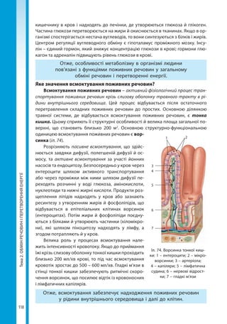 Тема2.ОБМІНРЕЧОВИНІПЕРЕТВОРЕННЯЕНЕРГІЇ
118
кишечнику в кров і надходять до печінки, де утворюються глюкоза й глікоген.
Частина глюкози перетворюється на жири й окиснюється в тканинах. Якщо в ор-
ганізмі спостерігається нестача вуглеводів, то вони синтезуються з білків і жирів.
Центром регуляції вуглеводного обміну є гіпоталамус проміжного мозку. Інсу-
лін – єдиний гормон, який знижує концентрацію глюкози в крові; гормони глю-
кагон та адреналін підвищують рівень глюкози в крові.
Отже, особливості метаболізму в організмі людини
пов’язані з функціями поживних речовин у загальному
обміні речовин і перетворенні енергії.
Яке значення всмоктування поживних речовин?
Всмоктування поживних речовин – активний фізіологічний процес тран-
спортування поживних речовин крізь слизову оболонку травного тракту в рі-
дини внутрішнього середовища. Цей процес відбувається після остаточного
перетравлення складних поживних речовин до простих. Основною ділянкою
травної системи, де відбувається всмоктування поживних речовин, є тонка
кишка. Цьому сприяють її структурні особливості й велика площа загальної по-
верхні, що становить близько 200 м2
. Основною структурно-функціональною
одиницею всмоктування поживних речовин є вор­
синка (іл. 74).
Розрізняють пасивне всмоктування, що здійс-
нюється завдяки дифузії, полегшеній дифузії й ос-
мосу, та активне всмоктування за участі йонних
насосів та ендоцитозу. Безпосередньо у кров через
ентероцити шляхом активного транспортування
або через проміжки між ними шляхом дифузії пе-
реходять розчинні у воді глюкоза, амінокислоти,
нуклеотиди та нижчі жирні кислоти. Продукти роз-
щеплення ліпідів надходять у кров або зазнають
ресинтезу з утворенням жирів й фосфоліпідів, що
відбувається в епітеліальних клітинах ворсинок
(ентероцитах). Потім жири й фосфоліпіди поєдну-
ються з білками й утворюють частинки (хіломікро-
ни), які шляхом піноцитозу надходять у лімфу, а
згодом потрапляють й у кров.
Велика роль у процесах всмоктування нале-
жить інтенсивності кровотоку. Якщо до приймання
їжі крізь слизову оболонку тонкої кишки проходить
близько 200 мл/хв крові, то під час всмоктування
кровотік зростає до 500 – 600 мл/хв. Гладкі м'язи в
стінці тонкої кишки забезпечують ритмічні скоро­
чення ворсинок, що посилює відтік із кровоносних
і лімфатичних капілярів.
Отже, всмоктування забезпечує надходження поживних речовин
у рідини внутрішнього середовища і далі до клітин.
Іл. 74. Ворсинка тонкої киш-
ки: 1 – ентероцити; 2 – мікро-
ворсинки; 3 – артеріола;
4 – капіляри; 5 – лімфатична
судина; 6 – нервові відрост-
ки; 7 – гладкі м’язи
1
3
4
5
6
7
2
Право для безоплатного розміщення підручника в мережі Інтернет має
Міністерство освіти і науки України http://mon.gov.ua/ та Інститут модернізації змісту освіти https://imzo.gov.ua
 