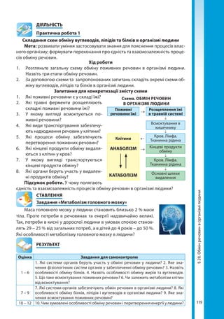 119
§28.Обмінречовинворганізмілюдини
	ДІЯЛЬНІСТЬ
	 Практична робота 1
Складання схем обміну вуглеводів, ліпідів та білків в організмі людини
Мета: розвивати уміння застосовувати знання для пояснення процесів влас-
ного організму; формувати переконання про єдність та взаємозалежність проце-
сів обміну речовин.
Хід роботи
1.	 Розгляньте загальну схему обміну поживних речовин в організмі людини.
Назвіть три етапи обміну речовин.
2.	 За допомогою схеми та запропонованих запитань складіть окремі схеми об-
міну вуглеводів, ліпідів та білків в організмі людини.
Запитання для конкретизації змісту схеми
1. 	 Які поживні речовини є у складі їжі?
2. 	 Які травні ферменти розщеплюють
складні поживні речовини їжі?
3. 	 У якому вигляді всмоктуються по-
живні речовини?
4. 	 Які види транспортування забезпечу-
ють надходження речовин у клітини?
5. 	 Які процеси обміну забезпечують
перетворення поживних речовин?
6. 	 Які кінцеві продукти обміну видаля-
ються з клітин у кров?
7. 	 У якому вигляді транспортуються
кінцеві продукти обміну?
8. 	 Які органи беруть участь у видален-
ні продуктів обміну?
Підсумок роботи. У чому полягають
єдність та взаємозалежність процесів обміну речовин в організмі людини?
СТАВЛЕННЯ
Завдання «Метаболізм головного мозку»
Маса головного мозку у людини становить близько 2 % маси
тіла. Проте потреби в речовинах та енергії надзвичайно великі.
Так, потреби в кисні у дорослої людини в умовах спокою станов-
лять 29 – 25 % від загальних потреб, а в дітей до 4 років – до 50 %.
Які особливості метаболізму головного мозку в людини?
	РЕЗУЛЬТАТ
Оцінка Завдання для самоконтролю
1 – 6
1. Які системи органів беруть участь у обміні речовин у людини? 2. Яке зна-
чення фізіологічних систем органів у забезпеченні обміну речовин? 3. Назвіть
особливості обміну білків. 4. Назвіть особливості обміну жирів та вуглеводів.
5. Що таке всмоктування поживних речовин? 6. Чи залежить метаболізм клітин
від всмоктування?
7 – 9
7. Які системи органів забезпечують обмін речовин в організмі людини? 8. Які
особливості обміну білків, ліпідів і вуглеводів в організмі людини? 9. Яке зна-
чення всмоктування поживних речовин?
10 – 12 10. Чим зумовлені особливості обміну речовин і перетворення енергії у людини?
Схема. ОБМІН РЕЧОВИН
В ОРГАНІЗМІ ЛЮДИНИ
Поживні
речовини їжі
→ Розщеплення їжі
в травній системі
↓
Всмоктування в
кишечнику
↓
Клітини ←
Кров. Лімфа.
Тканинна рідина
АНАБОЛІЗМ
КАТАБОЛІЗМ
→
Кінцеві продукти
обміну
↓
Кров. Лімфа.
Тканинна рідина
↓
Основні шляхи
видалення
Право для безоплатного розміщення підручника в мережі Інтернет має
Міністерство освіти і науки України http://mon.gov.ua/ та Інститут модернізації змісту освіти https://imzo.gov.ua
 