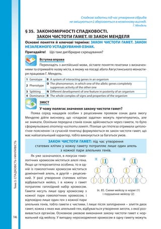 Тема3.СПАДКОВІСТЬІМІНЛИВІСТЬ
146
Спадкові задатки під час утворення гібридів
не змішуються й зберігаються в незмінному вигляді.
Г. Мендель
§ 35.	 ЗАКОНОМІРНОСТІ СПАДКОВОСТІ.
ЗАКОН ЧИСТОТИ ГАМЕТ. ІІІ ЗАКОН МЕНДЕЛЯ
Основні поняття й ключові терміни: ЗАКОН ЧИСТОТИ ГАМЕТ. ЗАКОН
НЕЗАЛЕЖНОГО УСПАДКУВАННЯ ОЗНАК.
Пригадайте! 	 Що таке дигібридне схрещування?
	 Вступна вправа
Перекладіть з англійської мови, зіставте поняття генетики з визначен-
нями та отримайте назву міста, в якому на посаді абата Августинського монасти-
ря працював Г. Мендель.
1	Genotype B	 A system of interacting genes in an organism
2	Phenotype
O	 The phenomenon, in which one of the allelic genes completely
suppresses activity of the other one
3	Splitting N	 Different development of one feature in posterity of an organism
4	Dominance R	 The whole complex of signs and properties of the organism
	ЗМІСТ
	 У чому полягає значення закону чистоти гамет?
Поява серед нащадків особин з рецесивним проявом ознак дала змогу
Менделю дійти висновку, що «спадкові задатки» можуть пригнічуватись, але
не зникати. Оскільки передача станів ознак здійснюється через гамети, то було
сформульовано гіпотезу чистоти гамет. Пізніше ця гіпотеза отримала цитоло-
гічне пояснення і в сучасній генетиці формулюється як закон чистоти гамет, що
має найзагальніший характер, тобто виконується за багатьох умов.
ЗАКОН ЧИСТОТИ ГАМЕТ: під час утворення
статевих клітин у кожну гамету потрапляє лише один алель
з кожної пари алельних генів.
Як уже зазначалося, в локусах гомо-
логічних хромосом містяться алелі гена.
Якщо це гетерозиготна особина, то в од-
ній із гомологічних хромосом міститься
домінантний алель, в другій – рецесив-
ний. У разі утворення статевих клітин
відбувається мейоз, і в кожну з гамет
потрапляє гаплоїдний набір хромосом.
Гамети несуть лише одну хромосому з
кожної пари гомологічних хромосом, і
відповідно лише один ген з кожної пари
алельних генів, тобто гамети є чистими. І лише після запліднення – злиття двох
гамет, кожна з яких має алельний ген, відбувається утворення зиготи, з якої роз-
вивається організм. Основною умовою виконання закону чистоти гамет є нор-
мальний хід мейозу. У випадку нерозходження хромосом в одну гамету можуть
Іл. 85. Схеми мейозу в нормі (1)
і порушення мейозу (2)
1 2
Право для безоплатного розміщення підручника в мережі Інтернет має
Міністерство освіти і науки України http://mon.gov.ua/ та Інститут модернізації змісту освіти https://imzo.gov.ua
 