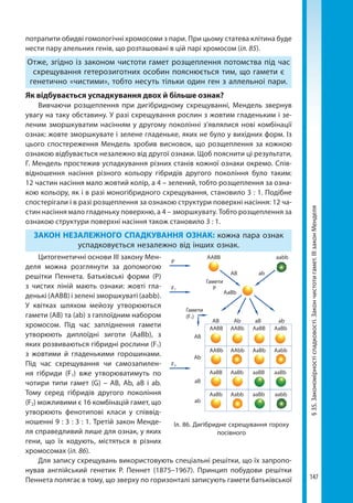 147
§35.Закономірностіспадковості.Закончистотигамет.ІІІзаконМенделя
потрапити обидві гомологічні хромосоми з пари. При цьому статева клітина буде
нести пару алельних генів, що розташовані в цій парі хромосом (іл. 85).
Отже, згідно із законом чистоти гамет розщеплення потомства під час
схрещування гетерозиготних особин пояснюється тим, що гамети є
генетично «чистими», тобто несуть тільки один ген з аллельноі пари.
Як відбувається успадкування двох й більше ознак?
Вивчаючи розщеплення при дигібридному схрещуванні, Мендель звернув
увагу на таку обставину. У разі схрещування рослин з жовтим гладеньким і зе-
леним зморшкуватим насінням у другому поко­лінні з'являлися нові комбінації
ознак: жовте зморшкува­те і зелене гладеньке, яких не було у вихідних форм. Із
цього спостереження Мендель зробив висновок, що розщеплення за кожною
ознакою відбувається незалежно від другої ознаки. Щоб пояснити ці результати,
Г. Мендель простежив успадкування різних станів кожної ознаки окремо. Спів-
відношення насіння різного кольору гібридів другого покоління було таким:
12 частин насіння мало жовтий колір, а 4 – зелений, тобто розщеплення за озна-
кою кольору, як і в разі моногібридного схрещування, становило 3 : 1. Подібне
спостерігали і в разі розщеплення за ознакою структури поверхні насіння: 12 ча-
стин насіння мало гладеньку поверхню, а 4 – зморшкувату. Тобто розщеплення за
ознакою структури поверхні насіння також становило 3 : 1.
ЗАКОН НЕЗАЛЕЖНОГО СПАДКУВАННЯ ОЗНАК: кожна пара ознак
успадковується незалежно від інших ознак.
Цитогенетичні основи ІІІ закону Мен-
деля можна розглянути за допомогою
решітки Пеннета. Батьківські форми (Р)
з чистих ліній мають ознаки: жовті гла-
денькі (ААВВ) і зелені зморшкуваті (ааbb).
У квітках шляхом мейозу утворюються
гамети (АВ) та (аb) з гаплоїдним набором
хромосом. Під час запліднення гамети
утворюють диплоїдні зиготи (АaВb), з
яких розвиваються гібридні рослини (F1)
з жовтими й гладенькими горошинами.
Під час схрещування чи самозапилен-
ня гібриди (F1) вже утворюватимуть по
чотири типи гамет (G) – АВ, Аb, аВ і аb.
Тому серед гібридів другого покоління
(F2) можливими є 16 комбінацій гамет, що
утворюють фенотипові класи у співвід-
ношенні 9 : 3 : 3 : 1. Третій закон Менде-
ля справедливий лише для ознак, у яких
гени, що їх кодують, містяться в різних
хромосомах (іл. 86).
Для запису схрещувань використовують спеці­альні решітки, що їх запропо-
нував англійський генетик Р.  Пеннет (1875–1967). Принцип побудови решітки
Пеннета полягає в тому, що зверху по горизонталі запи­сують гамети батьківської
aabbAABB
AаBb
AABB
AABb
AaBB
AaBb
AABb
AAbb
AaBb
Aabb
AaBB
AaBb
aaBB
aaBb
AaBb
Aabb
aaBb
aabb
AB
AB
AB
Ab
aB
ab
Ab aB ab
ab
F2
F1
Гамети
(F1)
Гамети
P
P
Іл. 86. Дигібридне схрещування гороху
посівного
Право для безоплатного розміщення підручника в мережі Інтернет має
Міністерство освіти і науки України http://mon.gov.ua/ та Інститут модернізації змісту освіти https://imzo.gov.ua
 