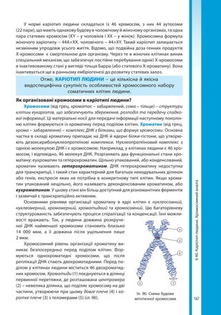 167
§40.Каріотиплюдини.Хромосомнийаналіз
У нормі каріотип людини складаться із 46 хромосом, з них 44 аутосоми
(22 пари), що мають однакову будову в чоловічому й жіночому організмах, та одна
пара статевих хромосом (XY – у чоловіків і XX – у жінок). Хромосомна формула
жіночого каріотипу – 44А+ХХ, чоловічого – 44+XY. Такий каріотип залишається
незмінним упродовж усього життя. Відомо, що подвійна доза генних продуктів
Х-хромосоми є смертельною для організму. Через те в жіночих клітинах виник
спеціальний механізм, що забезпечує постійне перебування однієї Х-хромосоми
в інактивованому стані у вигляді тільця Барра (або статевого Х-хроматину). Вона
інактивується ще в ранньому ембріогенезі до розвитку статевих залоз.
Отже, КАРІОТИП ЛЮДИНИ – це кількісна й якісна
видоспецифічна сукупність особливостей хромосомного набору
соматичних клітин людини.
Як організовані хромосоми в каріотипі людини?
Хромосоми (від грец. хроматос – забарвлений, сома – тільце) – структури
клітин еукаріотів, що забезпечують збереження, розподіл та передачу спадко-
вої інформації. Ці матеріальні носії для передачі інформації наступному поколін-
ню клітин формуються із хроматину перед поділом клітин. Хроматин (від грец.
хрома – забарвлення) – комплекс ДНК з білками, що формує хромосоми. Основна
частка в складі хроматину припадає на ДНК й ядерні білки-гістони, що утворю-
ють дезоксирибонуклеопротеїнові комплекси. Нуклеопротеїновий комплекс з
однією молекулою ДНК і є хромосомою. Наприклад, у клітинах людини є 46 хро-
мосом, і відповідно, 46 молекул ДНК. Розрізняють два функціональні стани хро-
матину: еухроматин та гетерохроматин. Щільно упакований, або конденсований,
хроматин називають гетерохроматином. ДНК гетерохроматину недоступна
для транскрипції, і такий стан характерний для багатьох некодувальних ділянок
або генів, експресія яких не потрібна в конкретному типі клітин. Якщо хрома-
тин упакований нещільно, його називають деконденсованим хроматином, або
еухроматином. У цьому стані він більш доступний для різноманітних ферментів
і зазвичай є транскрипційно активним.
Основними рівнями організації хроматину в ядрі клітин є нуклеосомний,
нуклеомерний, хромомерний, хроматидний та хромосомний. Цю багаторівневу
структурованість забезпечують процеси спіралізації та конденсації. Їхні можли-
вості вражають. Так, у людини довжина розкруче-
ної ДНК найменшої хромосоми становить близько
14  000 мкм, а її довжина після ущільнення лише
2 мкм.
Хромосомний рівень організації хроматину ви-
никає безпосередньо перед поділом клітин. Фор-
муються однохроматидні хромосоми, що після
реплікації ДНК стають двохроматидними. Перед по-
ділом у клітинах людини міститься 46 двохроматид-
них хромосом. Хроматиди (1) поєднуються в ділянці
первинної перетяжки, де розташована центромера
(2) – невелика ділянка, що поділяє хромосому на дві
частини, утворюючи при цьому довге плече (4) і ко-
ротке плече (3) з теломерами (5) (іл. 96).
Іл. 96. Схема будови
мітотичної хромосоми
15
4
2
3
Право для безоплатного розміщення підручника в мережі Інтернет має
Міністерство освіти і науки України http://mon.gov.ua/ та Інститут модернізації змісту освіти https://imzo.gov.ua
 