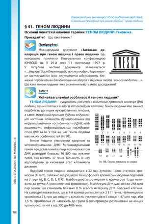Тема3.СПАДКОВІСТЬІМІНЛИВІСТЬ
170
Геном людини знаменує собою надбання людства.
Із Загальної декларації про геном людини і права людини
§ 41.	 ГЕНОМ ЛЮДИНИ
Основні поняття й ключові терміни: ГЕНОМ ЛЮДИНИ. Геноміка.
Пригадайте! 	 Що таке геном?
	Поміркуйте!
Міжнародний документ «Загальна де­
кларація про геном людини і права людини» од-
ноголосно прийнято Генеральною конфе­ренцією
ЮНЕСКО на її 29-й сесії 11 листопада 1997 р.
У вступній частині документа зазначається:
«…Наукові дослідження щодо геному людини і практич-
не застосування їхніх результатів відкривають без-
межні перспективи для поліпшення здоров’я окремих людей і всього людства…».
Що таке геном людини і яке значення мають його дослідженя?
	ЗМІСТ
	 Які найзагальніші особливості геному людини?
ГЕНОМ ЛЮДИНИ – сукупність усіх генів і міжгенних проміжків молекул ДНК
людини, що містяться в ядрі й мітохондріях клітини. Геном людини має значну
подібність до інших еукаріотичних геномів,
а саме: мозаїчний принцип будови кодуваль-
ної частини, наявність функціональних та
нефункціональних послідовностей ДНК, над-
лишковість нефункціональних послідовно-
стей ДНК та ін. У той же час геном людини
має низку особливостей (іл. 98).
Геном людини утворений ядерною та
мітохондріальною ДНК. Мітохондріальний
геном представлений кільцевою молекулою
ДНК розміром близько 16  500 пар нуклео-
тидів, яка містить 37 генів. Більшість із них
відповідають за кисневий етап клітинного
дихання.
Ядерний геном людини складається з 22 пар аутосом і двох статевих хро-
мосом (X та Y). Залежно від розмірів та морфології хромосоми людини поділено
на 7 груп (A, B, C, D, E, F, G). Найбільшою за розмірами є хромосома 1, що нале-
жить до групи А (рівноплечові хромосоми). Її молекула ДНК має майже 248 млн
пар основ, що становить близько 8 % всього матеріалу ДНК людської клітини.
На сьогодні вважається, що в 1-й хромосомі міститься 3 511 генів. Найменшою є
хромосома 21, про що свідчить кількість нуклеотидів в її складі – 47 млн пар, або
1,5 %. Хромосома 21 належить до групи G (центромери розташовані на кінцях
хромосом), і у ній є від 300 до 400 генів.
1 2 3 4 5 6 7 8 9
10 11 12 13 14 15 16 17 18
19 20 21 22 x x x
Y
або
Іл. 98. Геном людини в нормі
Право для безоплатного розміщення підручника в мережі Інтернет має
Міністерство освіти і науки України http://mon.gov.ua/ та Інститут модернізації змісту освіти https://imzo.gov.ua
 