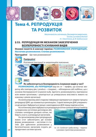Тема4.РЕПРОДУКЦІЯТАРОЗВИТОК
220
Тема 4. РЕПРОДУКЦІЯ
		 ТА РОЗВИТОК
Нескінченість скінченого, безсмертя смертного.
Основи системної біології
Н. І. Околітенко, Д. М. Гродзинський
§ 53.	 РЕПРОДУКЦІЯ ЯК МЕХАНІЗМ ЗАБЕЗПЕЧЕННЯ
БЕЗПЕРЕРВНОСТІ ІСНУВАННЯ ВИДІВ
Основні поняття й ключові терміни: РОЗМНОЖЕННЯ (РЕПРОДУКЦІЯ).
Нестатеве розмноження. Статеве розмноження.
Пригадайте! 	 Що таке розмноження?
	Поміркуйте!
Розгляньте ілюстрації та запропонуйте пояснення.
1 2 3 4 5
	ЗМІСТ
	 Як забезпечується безперервність існування видів у часі?
РОЗМНОЖЕННЯ, або РЕПРОДУКЦІЯ (від лат. re- – префікс, що означає зво-
ротну або повторну дію, і produco – створюю), – відтворення собі подібних, що є
основою безперервності існування виду. Здатність розмножуватись притаманна
всім живим організмам, і реалізується ця універсальна властивість живого на
кожному з рівнів організації.
На молекулярному рівні спадкова інформація відтворюється завдяки процесу
репродукції ДНК, що називається реплікацією. З однієї молекули ДНК утворюють-
ся дві дочірні. Відбувається процес самоподвоєння ДНК перед поділом клітин.
На клітинному рівні відбувається репродукція клітин шляхом мітозу й мейозу
з утворенням нестатевих диплоїдних або
статевих гаплоїдних дочірніх клітин, які
беруть участь у репродукції організмів.
На організмовому рівні репродукцію
живих істот забезпечують дві основні
форми розмноження – нестатеве й ста-
теве. Для здійснення розмноження у
багатоклітинних організмів існують ре-
продуктивні системи органів.
Іл. 121. Синій кит і риба-місяць – тварини
з різними стратегіями розмноження
Право для безоплатного розміщення підручника в мережі Інтернет має
Міністерство освіти і науки України http://mon.gov.ua/ та Інститут модернізації змісту освіти https://imzo.gov.ua
 