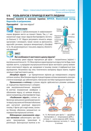 33
§8.Рольвірусівуприродійдлялюдини
Віруси – такий самий компонент довкілля, як вода чи повітря.
Основи системної біології
§ 8.	 РОЛЬ ВІРУСІВ У ПРИРОДІ Й ЖИТТІ ЛЮДИНИ
Основні поняття й ключові терміни: ВІРУСИ. Біологічний метод
боротьби зі шкідниками.
Пригадайте! 	 Що таке віруси?
	 Новини науки
Віруси є найчисленнішою й найрізноманіт-
нішою формою життя на планеті Земля. Так, у 1 мл
океанічної води лише вірусів-бактеріофагів містить-
ся близько 5 · 107
. Віруси регулюють кількість мікро-
організмів і впливають таким чином на фотосинтез,
кругообіг речовин, процеси мінералізації у біосфері
та ін. Як розмножуються і яка роль вірусів у біологіч-
ній еволюції?
	ЗМІСТ
	 Які особливості життєвого циклу вірусів?
У життєвому циклі вірусів чергуються дві фази – позаклітинна (віріон) і
внутрішньоклітинна (іл. 13). Фаза віріона характеризується відсутністю будь-яких
проявів життя, а упродовж внутрішньоклітинної фази життєвого циклу виявля-
ються властивості вірусів, що закодовані в їхньому геномі, й відбувається їхнє
відтворення. Незалежно від типу генетичного матеріалу віруси мають подібні
загальні стадії життєвого циклу.
Адсорбція вірусів – це прикріплення віріонів до поверхневого апарату
клітини-хазяїна. Між білками вірусів й рецепторами клітини виникають електро-
статичні взаємодії, що забезпечують тимчасове нестійке приєднання віріонів.
Проникнення в клітину в різних вірусів здійснюється різними шляхами:
а)   ендоцитозу (віропексису) з утворен-
ням внутрішньоклітинних вакуолей;
б)   злиттям плазматичної мембрани з
оболонкою вірусу; в) шляхом впорску-
вання (наприклад, у бактеріофагів) тощо.
«Роздягання» вірусів у клітині за-
безпечує звільнення нуклеїнової кисло-
ти вірусу від захисної білкової оболонки
для наступної реалізації вірус­ного
геному. У фагів цієї стадії немає, оскіль-
ки білкова оболонка залишається на
поверхні бактеріальної клітини.
Відтворення компонентів вірус­
них частинок забезпечують три про­
цеси: транскрипція, трансляція й
реплікація. Транскрипція полягає в пе-
Голівка
(капсид)
ДНК
Комірець
Нитка
відростка
Базальна
пластинка
Скоротливий
чохол
відростка
Порожнистий
стержень
Шип
65 нм
Іл. 13. Життєвий цикл фагів: 1 – адсорбція
бактеріофага; 2 – впорскування ДНК у
клітину; 3 – синтез вірусних ДНК і білків;
4 – збирання вірусних частинок; 5 – вихід
із клітини
1
2
34
5
Право для безоплатного розміщення підручника в мережі Інтернет має
Міністерство освіти і науки України http://mon.gov.ua/ та Інститут модернізації змісту освіти https://imzo.gov.ua
 