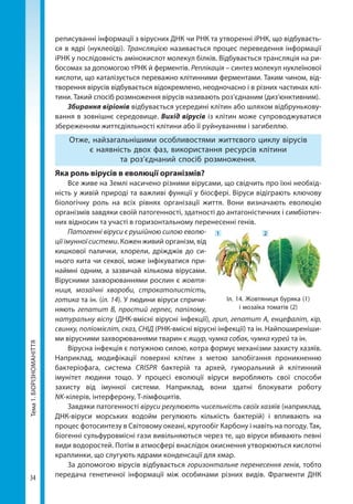 34
Тема1.БІОРІЗНОМАНІТТЯ реписуванні інформації з вірусних ДНК чи РНК та утворенні іРНК, що відбуваєть-
ся в ядрі (нуклеоїді). Трансляцією називається процес переведення інформації
іРНК у послідовність амінокислот молекул білків. Відбувається трансляція на ри-
босомах за допомогою тРНК й ферментів. Реплікація – синтез молекул нуклеїнової
кислоти, що каталізується переважно клітинними ферментами. Таким чином, від-
творення вірусів відбувається відокремлено, неодночасно і в різних частинах клі-
тини. Такий спосіб розмноження вірусів називають роз’єднаним (диз’юнктивним).
Збирання віріонів відбувається усередині клітин або шляхом відбрунькову-
вання в зовнішнє середовище. Вихід вірусів із клітин може супроводжуватися
збереженням життєдіяльності клітини або її руйнуванням і загибеллю.
Отже, найзагальнішими особливостями життєвого циклу вірусів
є наявність двох фаз, використання ресурсів клітини
та роз’єднаний спосіб розмноження.
Яка роль вірусів в еволюції організмів?
Все живе на Землі насичено різними вірусами, що свідчить про їхні необхід-
ність у живій природі та важливі функції у біосфері. Віруси відіграють ключову
біологічну роль на всіх рівнях організації життя. Вони визначають еволюцію
організмів завдяки своїй патогенності, здатності до антагоністичних і симбіотич-
них відносин та участі в горизонтальному перенесенні генів.
Патогенні віруси є рушійною силою еволю-
ції імунної системи. Кожен живий організм, від
кишкової палички, хлорели, дріжджів до си-
нього кита чи секвої, може інфікуватися при-
наймні одним, а зазвичай кількома вірусами.
Вірусними захворюваннями рослин є жовтя-
ниця, мозаїчні хвороби, строкатолистість,
готика та ін. (іл. 14). У людини віруси спричи-
няють гепатит В, простий герпес, папілому,
натуральну віспу (ДНК-вмісні вірусні інфекції), грип, гепатит А, енцефаліт, кір,
свинку, поліомієліт, сказ, СНІД (РНК-вмісні вірусні інфекції) та ін. Найпоширеніши-
ми вірусними захворюваннями тварин є ящур, чумка собак, чумка курей та ін.
Вірусна інфекція є потужною силою, котра формує механізми захисту хазяїв.
Наприклад, модифікації поверхні клітин з метою запобігання проникненню
бактеріофага, система CRISPR бактерій та архей, гуморальний й клітинний
імунітет людини тощо. У процесі еволюції віруси виробляють свої способи
захисту від імунної системи.  Наприклад, вони здатні блокувати роботу
NK-кілерів, інтерферону, Т-лімфоцитів.
Завдяки патогенності віруси регулюють чисельність своїх хазяїв (наприклад,
ДНК-віруси морських водойм регулюють кількість бактерій) і впливають на
процес фотосинтезу в Світовому океані, кругообіг Карбону і навіть на погоду. Так,
біогенні сульфуровмісні гази вивільняються через те, що віруси вбивають певні
види водоростей. Потім в атмосфері внаслідок окиснення утворюються кислотні
краплинки, що слугують ядрами конденсації для хмар.
За допомогою вірусів відбувається горизонтальне перенесення генів, тобто
передача генетичної інформації між особинами різних видів. Фрагменти ДНК
1 2
Іл. 14. Жовтяниця буряка (1)
і мозаїка томатів (2)
Право для безоплатного розміщення підручника в мережі Інтернет має
Міністерство освіти і науки України http://mon.gov.ua/ та Інститут модернізації змісту освіти https://imzo.gov.ua
 