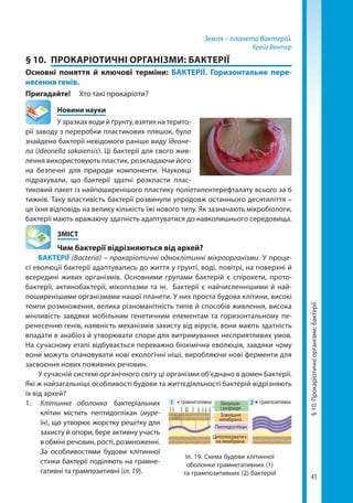 41
Земля – планета бактерій.
Крейг Вентер
§ 10.	 ПРОКАРІОТИЧНІ ОРГАНІЗМИ: БАКТЕРІЇ
Основні поняття й ключові терміни: БАКТЕРІЇ. Горизонтальне пере­
несення генів.
Пригадайте!	 Хто такі прокаріоти?
	 Новини науки
У зразках води й ґрунту, взятих на терито-
рії заводу з переробки пластикових пляшок, було
знайдено бактерії невідомого раніше виду ідеоне-
ла (Ideonella sakaiensis). Ці бактерії для свого жив-
лення використовують пластик, розкладаючи його
на безпечні для природи компоненти. Науковці
підрахували, що бактерії здатні розкласти плас-
тиковий пакет із найпоширенішого пластику поліетилентерефталату всього за 6
тижнів. Таку властивість бактерії розвинули упродовж останнього десятиліття –
це їхня відповідь на велику кількість їжі нового типу. Як зазначають мікробіологи,
бактерії мають вражаючу здатність адаптуватися до навколишнього середовища.
	ЗМІСТ
	 Чим бактерії відрізняються від архей?
БАКТЕРІЇ (Bacteria) – прокаріотичні одноклітинні мікроорганізми. У проце-
сі еволюції бактерії адаптувались до життя у ґрунті, воді, повітрі, на поверхні й
всередині живих організмів. Основними групами бактерій є спірохети, прото-
бактерії, актинобактерії, мікоплазми та ін. Бактерії є найчисленнішими й най-
поширенішими організмами нашої планети. У них проста будова клітини, високі
темпи розмноження, велика різноманітність типів й способів живлення, висока
мінливість завдяки мобільним генетичним елементам та горизонтальному пе-
ренесенню генів, наявність механізмів захисту від вірусів, вони мають здатність
впадати в анабіоз й утворювати спори для витримування несприятливих умов.
На сучасному етапі відбувається переважно біохімічна еволюція, завдяки чому
вони можуть опановувати нові екологічні ніші, виробляючи нові ферменти для
засвоєння нових поживних речовин.
У сучасній системі органічного світу ці організми об’єднано в домен Бактерії.
Які ж найзагальніші особливості будови та життєдіяльності бактерій відрізняють
їх від архей?
1.	 Клітинна оболонка бактеріальних
клітин містить пептидоглікан (муре-
їн), що утворює жорстку решітку для
захисту й опори, бере активну участь
в обміні речовин, рості, розмноженні.
За особливостями будови клітинної
стінки бактерії поділяють на грамне-
гативні та грампозитивні (іл. 19).
Іл. 19. Схема будови клітинної
оболонки грамнегативних (1)
та грампозитивних (2) бактерій
грамнегативна грампозитивнаЛіпополі-
сахариди
Пептидоглікан
Цитоплазмати­ч-
­на мембрана
Зовнішня
мембрана
1 2
§10.Прокаріотичніорганізми:бактерії
Право для безоплатного розміщення підручника в мережі Інтернет має
Міністерство освіти і науки України http://mon.gov.ua/ та Інститут модернізації змісту освіти https://imzo.gov.ua
 