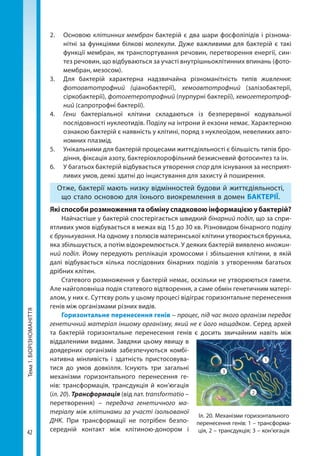 42
Тема1.БІОРІЗНОМАНІТТЯ 2.	Основою клітинних мембран бактерій є два шари фосфоліпідів і різнома-
нітні за функціями білкові молекули. Дуже важливими для бактерій є такі
функції мембран, як транспортування речовин, перетворення енергії, син-
тез речовин, що відбуваються за участі внутрішньоклітинних впинань (фото­
мембран, мезосом).
3.	 Для бактерій характерна надзвичайна різноманітність типів живлення:
фотоавтотрофний (ціанобактерії), хемоавтотрофний (залізобактерії,
сіркобактерії), фотогетеротрофний (пурпурні бактерії), хемогетеротроф-
ний (сапротрофні бактерії).
4. 	 Гени бактеріальної клітини складаються із безперервної кодувальної
послідовності нуклеотидів. Поділу на інтрони й екзони немає. Характерною
ознакою бактерій є наявність у клітині, поряд з нуклеоїдом, невеликих авто-
номних плазмід.
5. 	 Унікальними для бактерій процесами життєдіяльності є більшість типів бро-
діння, фіксація азоту, бактеріохлорофільний безкисневий фотосинтез та ін.
6. 	 У багатьох бактерій відбувається утворення спор для існування за несприят-
ливих умов, деякі здатні до інцистування для захисту й поширення.
Отже, бактерії мають низку відмінностей будови й життєдіяльності,
що стало основою для їхнього виокремлення в домен БАКТЕРІЇ.
Які способи розмноження та обміну спадковою інформацією у бактерій?
Найчастіше у бактерій спостерігається швидкий бінарний поділ, що за спри-
ятливих умов відбувається в межах від 15 до 30 хв. Різновидом бінарного поділу
є брунькування. На одному з полюсів материнської клітини утворюється брунька,
яка збільшується, а потім відокремлюється. У деяких бактерій виявлено множин-
ний поділ. Йому передують реплікація хромосоми і збільшення клітини, в якій
далі відбувається кілька послідовних бінарних поділів з утворенням багатьох
дрібних клітин.
Статевого розмноження у бактерій немає, оскільки не утворюються гамети.
Але найголовніша подія статевого відтворення, а саме обмін генетичним матері-
алом, у них є. Суттєву роль у цьому процесі відіграє горизонтальне перенесення
генів між організмами різних видів.
Горизонтальне перенесення генів – процес, під час якого організм передає
генетичний матеріал іншому організму, який не є його нащадком. Серед архей
та бактерій горизонтальне перенесення генів є досить звичайним навіть між
віддаленими видами. Завдяки цьому явищу в
доядерних організмів забезпечуються комбі-
нативна мінливість і здатність пристосовува-
тися до умов довкілля. Існують три загальні
механізми горизонтального перенесення ге-
нів: трансформація, трансдукція й кон’югація
(іл. 20). Трансформація (від лат. transformatio –
перетворення) – передача генетичного ма-
теріалу між клітинами за участі ізольованої
ДНК. При трансформації не потрібен безпо-
середній контакт між клітиною-донором і
Іл. 20. Механізми горизонтального
перенесення генів: 1 – трансформа-
ція, 2 – трансдукція; 3 – кон’югація
3
2
1
Право для безоплатного розміщення підручника в мережі Інтернет має
Міністерство освіти і науки України http://mon.gov.ua/ та Інститут модернізації змісту освіти https://imzo.gov.ua
 