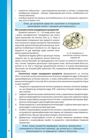 46
Тема1.БІОРІЗНОМАНІТТЯ •	 наявність ендоцитозу – транспортування речовин у клітину з утворенням
мембранних міхурців – везикул. Характерний для клітин, позбавлених клі-
тинної оболонки;
•	 складніші реакції та процеси життєдіяльності, як-то процесинг, кросинго-
вер, мітоз й мейоз та ін.
Отже, до еукаріотів відносять організми зі складнішою
організацією клітин і процесів життєдіяльності.
Які основні етапи походження еукаріотів?
Еукаріоти виникли 1,5 – 2,0 млрд років тому
і мають монофілетичне походження від якоїсь
групи організмів. На початку 2012 р. С.  Чжао із
спів­авторами повідомили про відкриття можли-
вого загального предка еукаріотів. Ним виявився
морський одноклітинний джгутиконосець коло-
диктіон (Collodictyon triciliatum) (іл. 22). Однак це
відкриття не дає відповіді щодо витоків похо-
дження домену Еукаріоти.
Порівняння будови ДНК й організації геному
свідчить про те, що еукаріоти значно ближчі до
архей, аніж до бактерій. Це підтверджують такі ознаки, як наявність білків-гісто-
нів у геномі, перервна організація структурних генів, світлочутливий білок ро-
допсин та ін. Але у структурі еукаріотичної клітини є й ознаки бактеріальних
організмів. Це кільцева ДНК, рибосоми 70S, переважання фосфоліпідів у мемб-
ранах тощо.
Синтетична теорія походження еукаріотів сформувалася на початку
XXI ст. на основі синтезу автогенетичної гіпотези походження ядра та більшості
одномембранних клітинних органел, а також ендосимбіотичної гіпотези похо-
дження мітохондрій та пластид. Які ж основні етапи виникнення еукаріотів згідно
із цією теорією?
1. 	 Утворення в прокаріотичної клітини внутрішніх впинань клітинної мембра-
ни, що привели до утворення ядра, ЕПС, комплексу Гольджі, травних вакуо-
лей, лізосом.
2.	 Завдяки горизонтальному перенесенню генів у примітивних еукаріотів фор-
муються мікротрубочки та виникають цитоскелет, джгутики, веретено поділу.
3. 	 Шляхом ендосимбіозу еукаріотичної клітини з аеробними бактеріями фор-
муються мітохондрії з дископодібними кристами.
4. 	 Поява еукаріотів, у яких формуються мітохондрії з трубчастими кристами та
мітохондрії з пластинчастими кристами.
5. 	 Симбіоз гетеротрофної еукаріотичної клітини із ціанобактерією та утворен-
ня еукаріотів з двомембранними пластидами, які отримали назву первинно-
симбіотичних. Від цих організмів походять зелені рослини.
6. 	 Дивергенція гетеротрофних клітин за типами живлення зумовила появу
еукаріо­тів з осмотрофним (гриби) та еукаріотів з фаготрофним (тварини)
живленням.
Отже, поява еукаріотів відображає загальну прогресивну
спрямованість біологічної еволюції, що втілюється у збільшенні
біорізноманіття та підвищенні стійкості біосистем.
Іл. 22. Колодіктіон із
захопленою колонією зелених
водоростей
Право для безоплатного розміщення підручника в мережі Інтернет має
Міністерство освіти і науки України http://mon.gov.ua/ та Інститут модернізації змісту освіти https://imzo.gov.ua
 