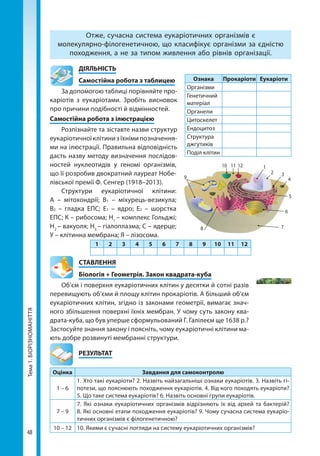 48
Тема1.БІОРІЗНОМАНІТТЯ Отже, сучасна система еукаріотичних організмів є
молекулярно-філогенетичною, що класифікує організми за єдністю
походження, а не за типом живлення або рівнів організації.
	ДІЯЛЬНІСТЬ
	 Самостійна робота з таблицею
За допомогою таблиці порівняйте про-
каріотів з еукаріотами. Зробіть висновок
про причини подібності й відмінностей.
Самостійна робота з ілюстрацією
Розпізнайте та зіставте назви структур
еукаріотичноїклітинизїхнімипозначення-
ми на ілюстрації. Правильна відповідність
дасть назву методу визначення послідов-
ностей нуклеотидів у геномі організмів,
що її розробив двократний лауреат Нобе-
лівської премії Ф. Сенгер (1918–2013).
Структури еукаріотичної клітини:
А  – мітохондрії; В1 – міхурець-везикула;
В2 – гладка ЕПС; Е1 – ядро; Е2 – шорстка
ЕПС; К – рибосома; Н1
– комплекс Гольджі;
Н2
– вакуоля; Н3
– гіалоплазма; С – ядерце;
У – клітинна мембрана; Я – лізосома.
1 2 3 4 5 6 7 8 9 10 11 12
СТАВЛЕННЯ
Біологія + Геометрія. Закон квадрата-куба
Об’єм і поверхня еукаріотичних клітин у десятки й сотні разів
перевищують об’єми й площу клітин прокаріотів. А більший об’єм
еукаріотичних клітин, згідно із законами геометрії, вимагає знач-
ного збільшення поверхні їхніх мембран. У чому суть закону ква-
драта-куба, що був уперше сформульований Г. Галілеєм ще 1638 р.?
Застосуйте знання закону і поясніть, чому еукаріотичні клітини ма-
ють добре розвинуті мембранні структури.
	РЕЗУЛЬТАТ
Оцінка Завдання для самоконтролю
1 – 6
1. Хто такі еукаріоти? 2. Назвіть найзагальніші ознаки еукаріотів. 3. Назвіть гі-
потези, що пояснюють походження еукаріотів. 4. Від кого походять еукаріоти?
5. Що таке система еукаріотів? 6. Назвіть основні групи еукаріотів.
7 – 9
7. Які ознаки еукаріотичних організмів відрізняють їх від архей та бактерій?
8. Які основні етапи походження еукаріотів? 9. Чому сучасна система еукаріо-
тичних організмів є філогенетичною?
10 – 12 10. Якими є сучасні погляди на систему еукаріотичних організмів?
Ознака Прокаріоти Еукаріоти
Організми
Генетичний
матеріал
Органели
Цитоскелет
Ендоцитоз
Структура
джгутиків
Поділ клітин
1
2 3
4
5
6
78
9
10 11 12
Право для безоплатного розміщення підручника в мережі Інтернет має
Міністерство освіти і науки України http://mon.gov.ua/ та Інститут модернізації змісту освіти https://imzo.gov.ua
 